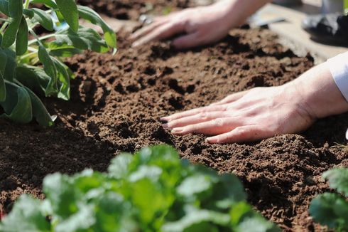 6 Tips Menanam Sayur di Kebun untuk Pemula