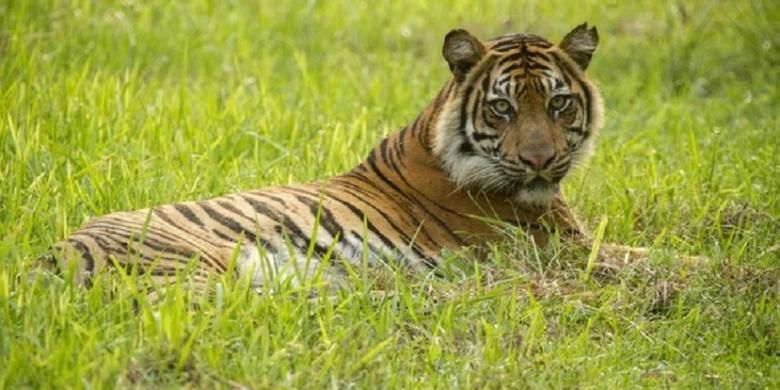 Mekar, seekor harimau sumatra yang dilepasliarkan di Pusat Rehabilitasi Harimau Tambling Wildlife Nature Conservation.