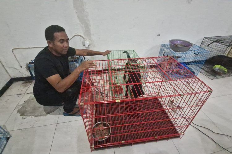 Ketua Animals Hope Indonesia, Christian Joshua Pale memindahkan anjing ke kandang yang lebih besar, Jumat (12/1/2024).