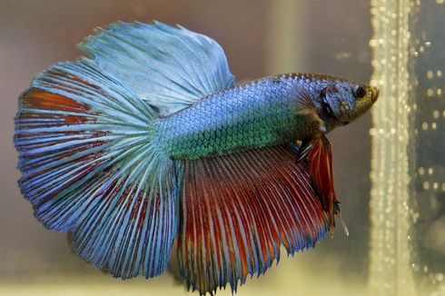 8 Jenis Ikan Aquascape yang Bisa Mempercantik Akuarium