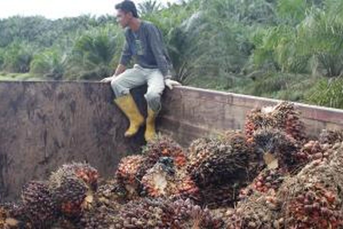 Kelapa sawit PT Sumber Kharisma Persada, anak perusahaan PT Astra Agro Lestari Tbk di Kecamatan Sangkulirang, Kabupaten Kutai Timur, Kalimantan Timur, Sabtu (14/2/2015).
