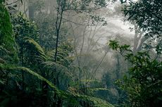 Rainforest Giants Brazil, Indonesia, DR Congo Sign Deforestation Pact