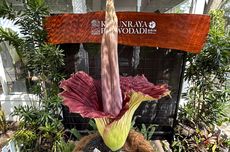 Momen Langka, Amorphophallus Titanum Mekar Pertama Kali di Kebun Raya Purwodadi