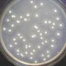 Tetrasiklin, Antibiotik yang Dihasilkan Streptomyces aureofaciens