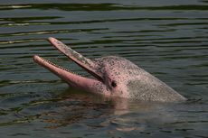 Lumba-lumba Pink di Perairan Hong Kong, Apakah Mamalia Terancam Punah?