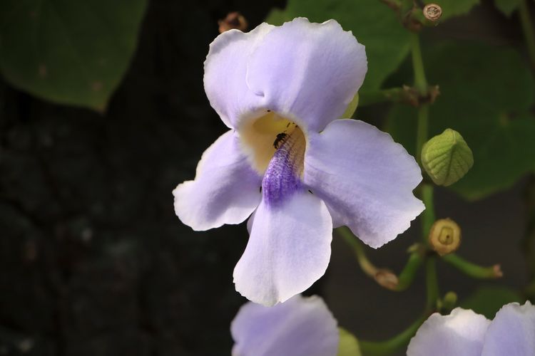 Blue sky vine atau Thunbergia biru