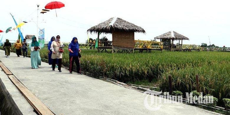 Sejumlah warga mengunjungi obyek Kampung Wisata Sawah, Desa Pematang Johar, Deliserdang, Sabtu (8/2/2020). Wisata sawah yang dibangun oleh Pemerintah Desa tersebut menjadi destinasi wisata alternatif bagi masyarakat.