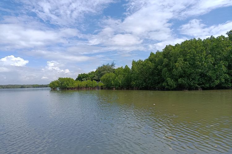Tanaman mangrove di Pulau Serangan, Bali, pada Jumat (5/12/2025).
