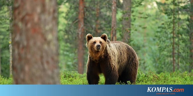 Sebulan Di Sarang Beruang Dan Luka Parah Pria Ini Bertahan Hidup