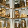 Mengenal Cordyceps Militaris, Obat Herbal LIPI yang Diujikan pada Pasien Covid-19