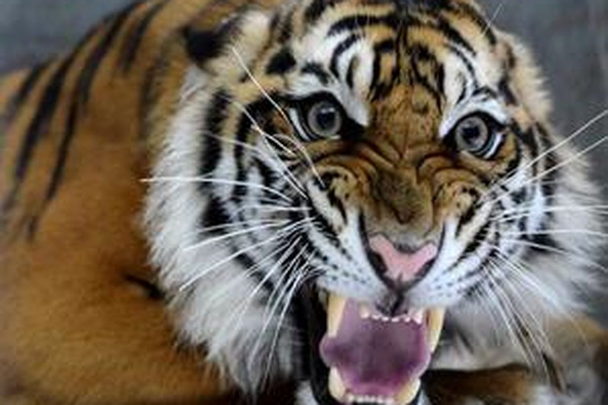 Harimau sumatera (Pathera tigris sumatrae). 