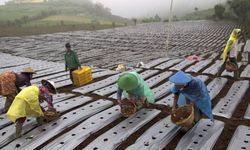 Mentan Minta Kepolisian Tindak Tegas Pelaku Alih Fungsi Lahan Pertanian