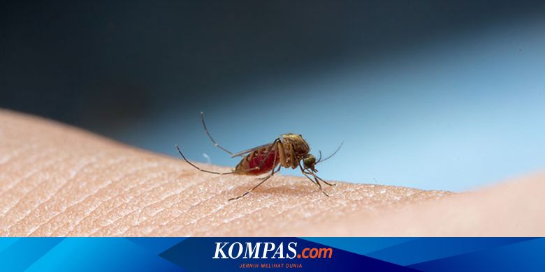 Cegah Bahaya Nyamuk Demam berdarah, Ibu Bisa Lakukan Ini di Rumah