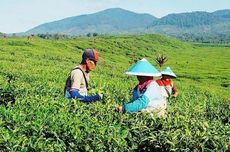 Perkebunan Teh Kayu Aro, Kerinci, Terbesar ke-2 di Dunia