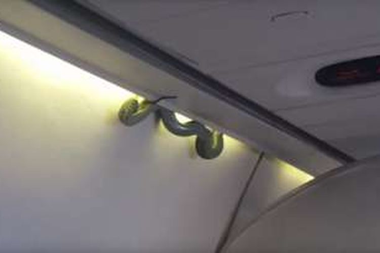 Ular hijau yang menjalar di kompartemen bagasi di atas kepala penumpang menimbulkan kepanikan. 