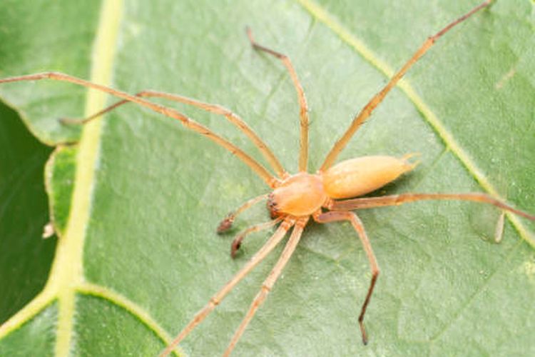 laba-laba paling beracun di dunia, Yellow Sac