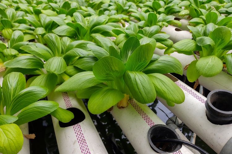 Ilustrasi hidroponik. 