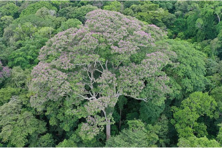 Pohon Dipteryx oleifera, berdiri tegak di tengah hutan. Para peneliti berpendapat bahwa tinggi dan tajuk pohon yang besar ini menarik petir.
