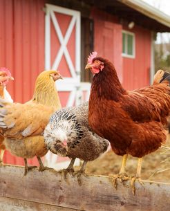 [HOAKS] Tautan Pendaftaran Program Bantuan Bibit Ayam 2026