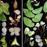 Peneliti BRIN Berhasil Temukan Dua Spesies Baru Begonia, Endemik di Kepulauan Maluku