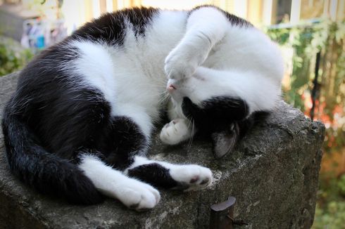 Telusuri Kasus Kucing Mati Diduga Diracun, Pemkot Malang Turun Tangan