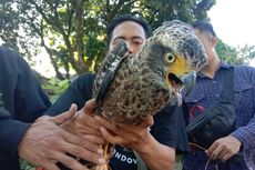 Elang Piaraan Hendak Dilepasliarkan ke Hutan, Pemiliknya Berubah Haluan Serahkan ke BKSDA, Ini Alasannya