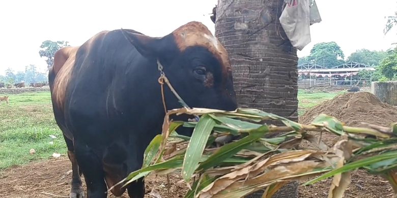 Sapi kurban jenis simental di Kabupaten Gowa, Sulawesi Selatan terpilih sebagai hewan kurban milik presiden. Kamis, (22/5/2025).