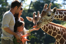 Harga Tiket Masuk Taman Safari Prigen 2024 dan Cara Pesan via Online