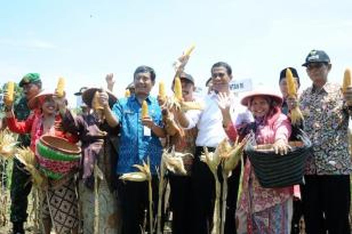 Menteri Pertanian Amran Sulaiman saat melakukan panen jagung di Demak Jawa Tengah