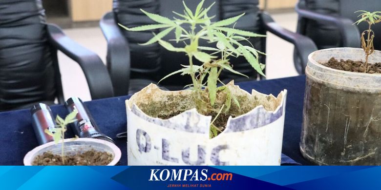 Tanam Ganja Dalam Pot di Rumah, Pemuda Asal Bogor Ditangkap - Vimarsana News