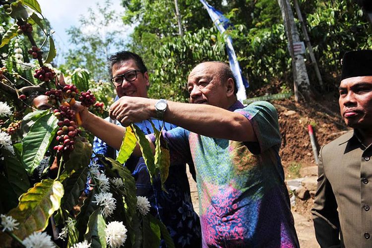 Komisaris Independen BCA Cyrillus Harinowo (tengah) didampingi Kepala Pendukung Operasi Wilayah II BCA Tjia Irawan (kiri) bersama Wakil Ketua DPRD Kabupaten Semarang Nurul Huda (kanan) memanen kopi di sela-sela Peresmian Doeson Kopi Sirap sebagai salah satu Desa Binaan BCA di Semarang, Minggu (08/09). (Kompas.com)