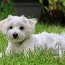7 Ras Anjing Putih yang Populer dan Banyak Dipelihara