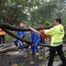 Hujan Disertai Angin Kencang di Lombok Barat, 5 Pohon Tumbang