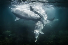 Rescued Dolphins Swim Free from Indonesia Sanctuary