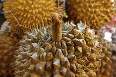 Kandungan Gizi Buah Durian dan Manfaatnya untuk Kesehatan