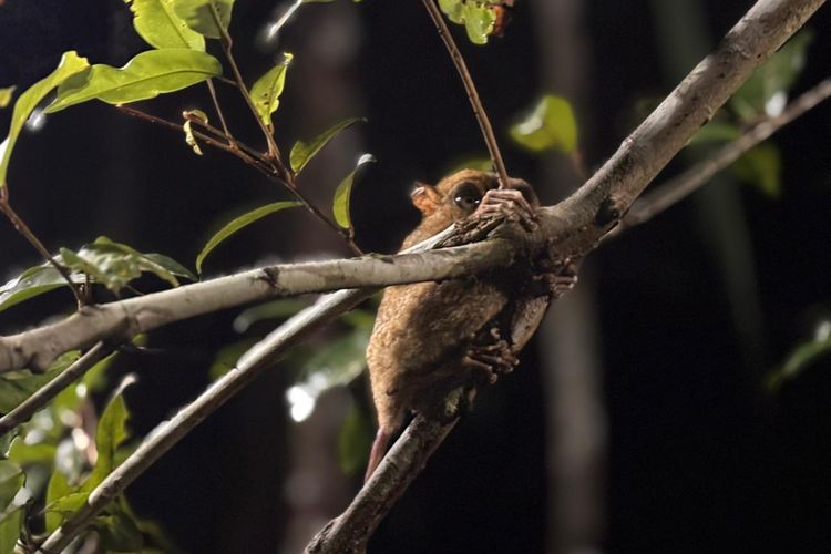 Primata kecil bernama Tarsius yang dapat ditemui di Bukit Peramun Belitung. Namun Tarsius hanya dapat dilihat di malam hari.