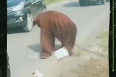 Video Viral Orangutan Dilempari Kotak Berisi Makanan, Bolehkah? 