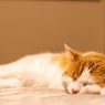 Berapa Banyak Waktu yang Dibutuhkan Kucing untuk Tidur? 