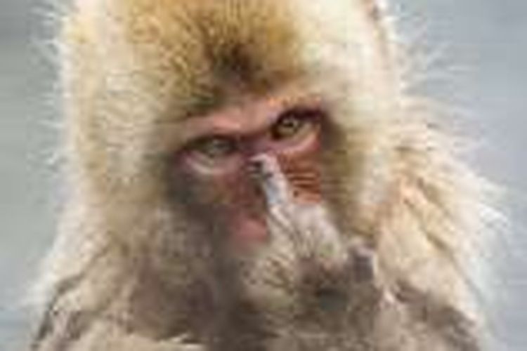Foto Monyet acungkan Jari
