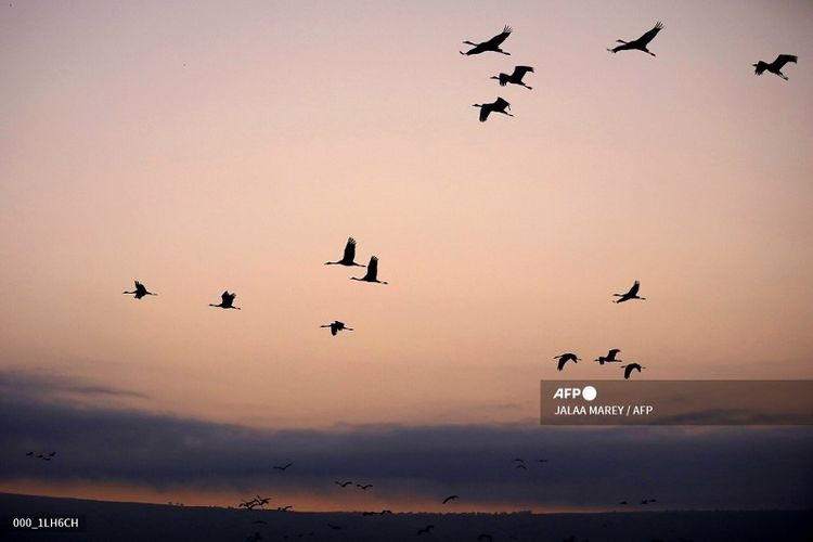 Ilustrasi burung bermigrasi. Foto ini memperlihatkan burung bangau terbang di atas Danau Agamon Hula di Lembah Hula di Israel utara, pada 17 Oktober 2019 selama migrasi burung dari Eropa ke Afrika.