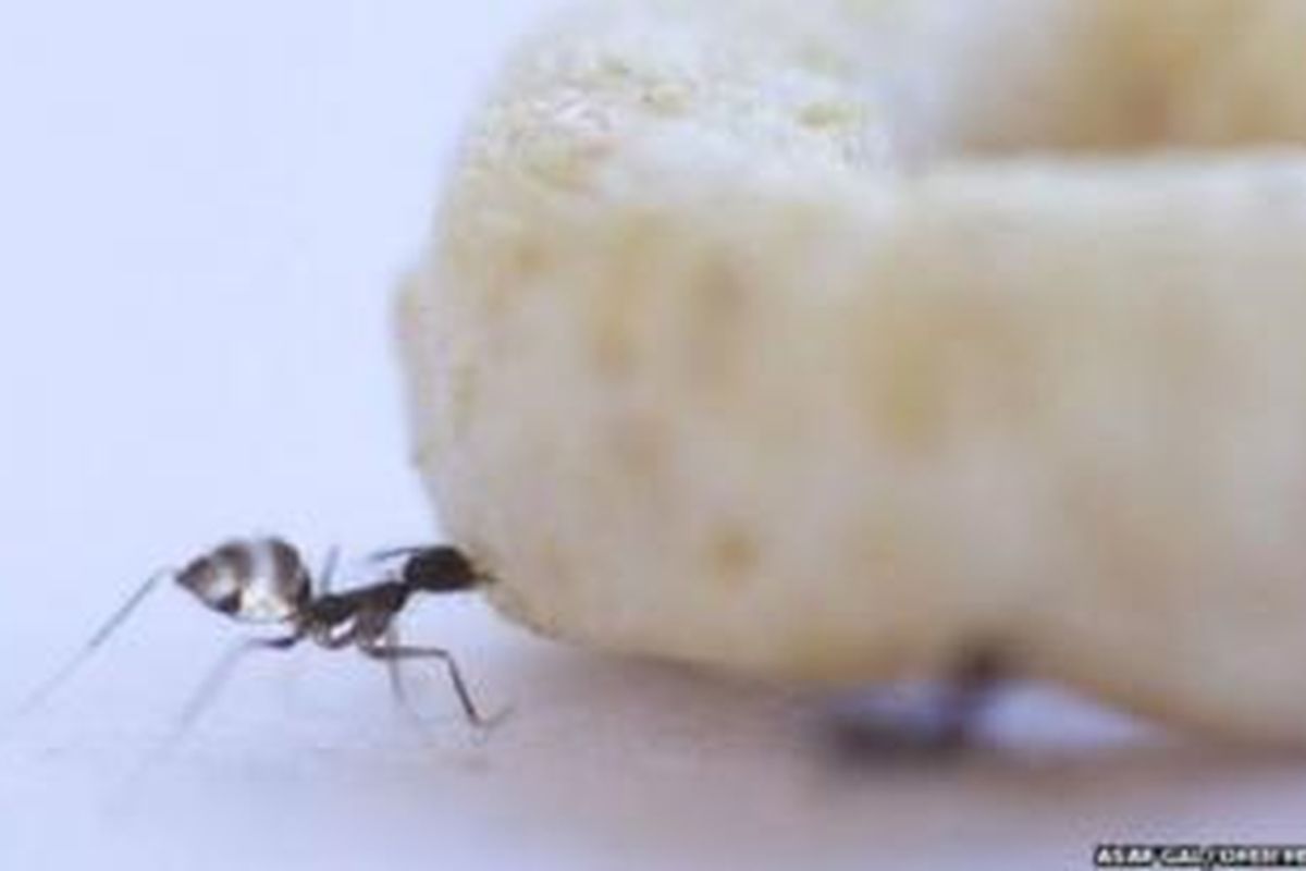 Semut bekerjasama untuk memindahkan beban besar. 