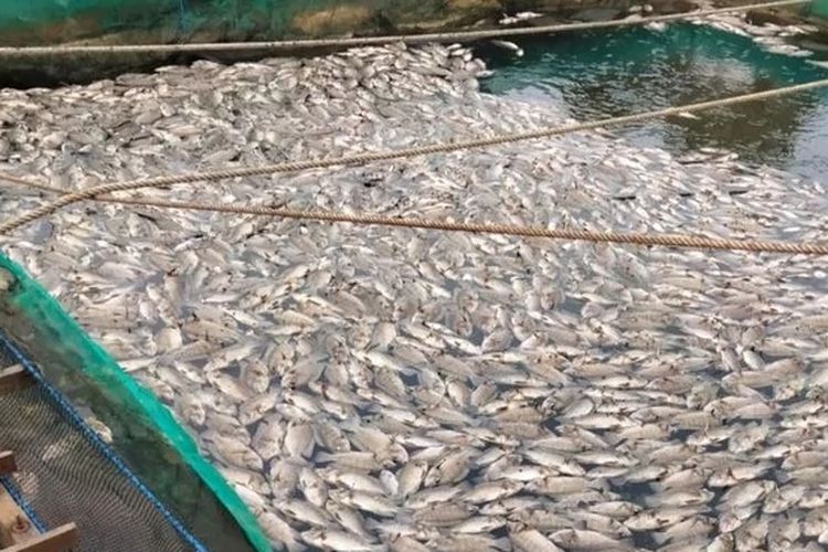 Ribuan ekor ikan di keramba jala apung di Kecamatan Karang Intan, Kabupaten Banjar, Kalsel mati mendadak. Penyebab matinya ikan diduga menurunnya debit air. 