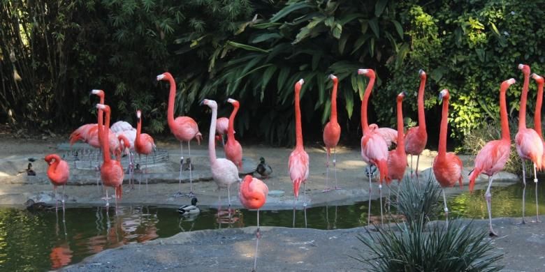 San Diego Zoo Flamingo Garden