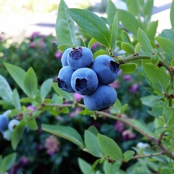 Ilustrasi tanaman blueberry