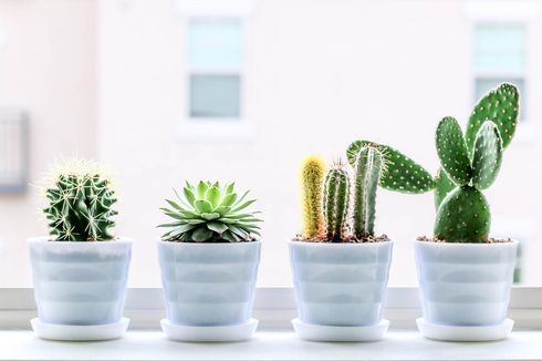Cara Menanam Kaktus untuk Tanaman Hiasan di Rumah