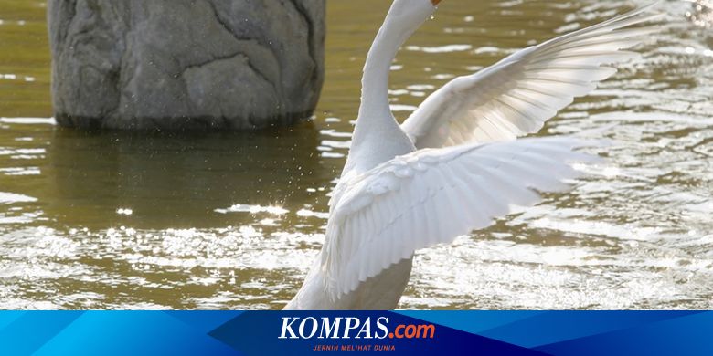 5 Hewan yang Paling Setia, Salah Satunya Angsa