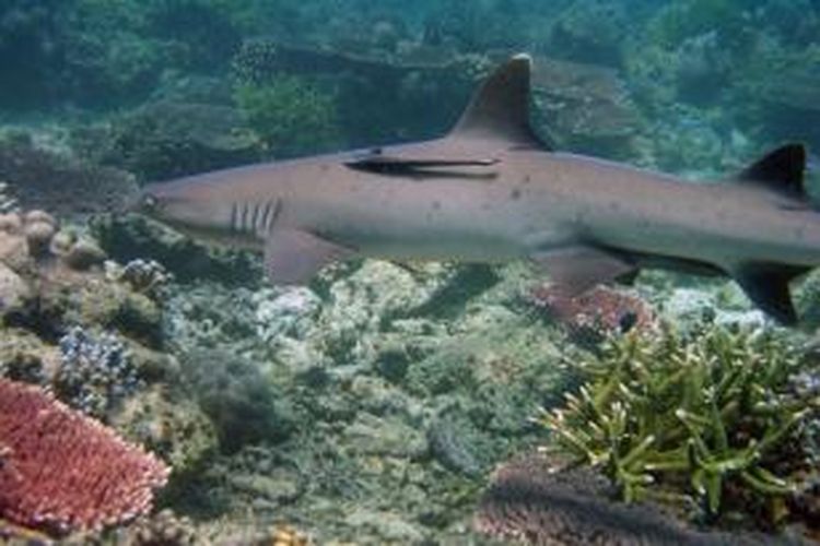 Tubbataha Reef Natural Park