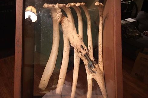Tulang Tumbuh Selimuti Panah yang Tertancap di Rusuk Rusa, Kok Bisa?