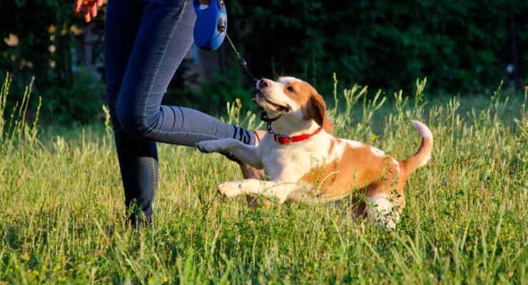 Studi: Habiskan Waktu Bersama Anjing Bisa Kurangi Stres dan Kecemasan