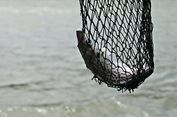 Ancaman Laut Dunia, Praktik Illegal Fishing Makin Marak Meski Terus Ditekan